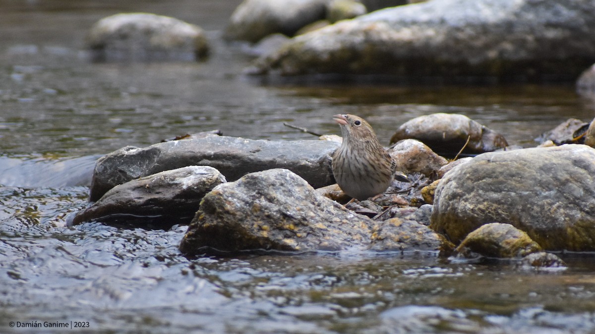 Band-tailed Sierra Finch - ML599100531