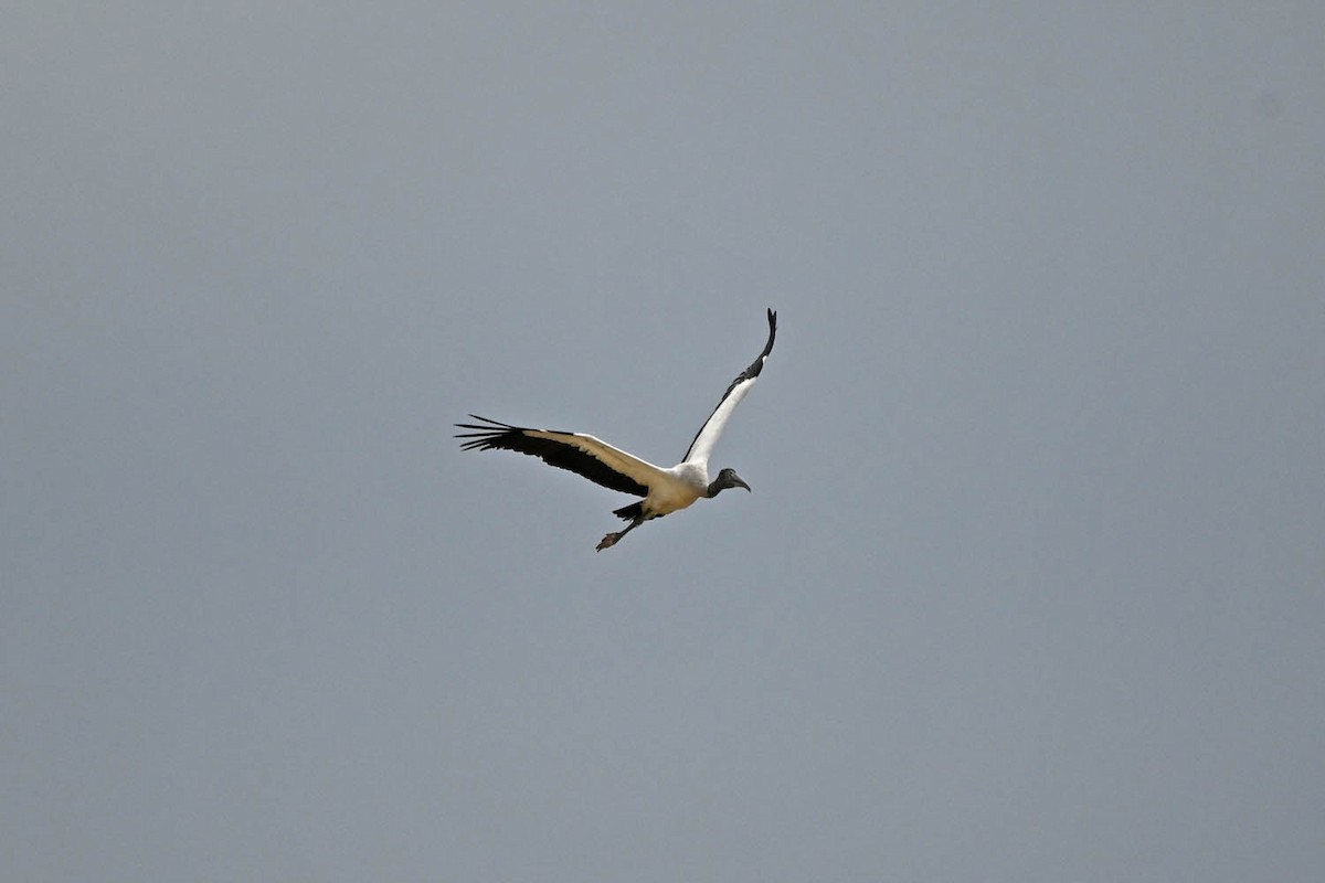 Wood Stork - ML599104481