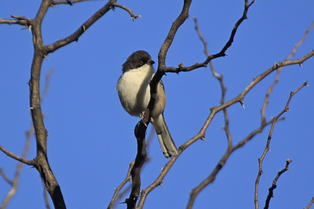 Black-capped Warbling Finch - ML599104611