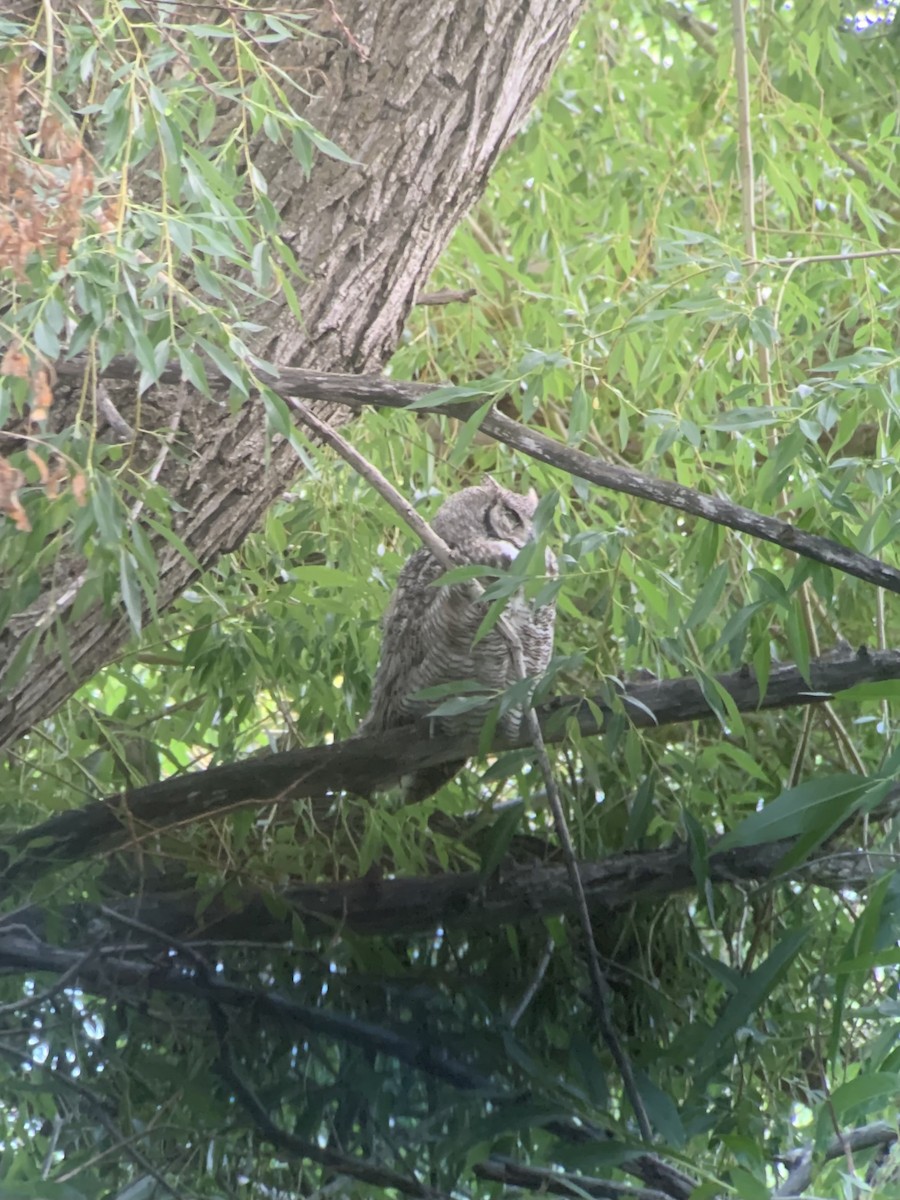 Great Horned Owl - ML599110241