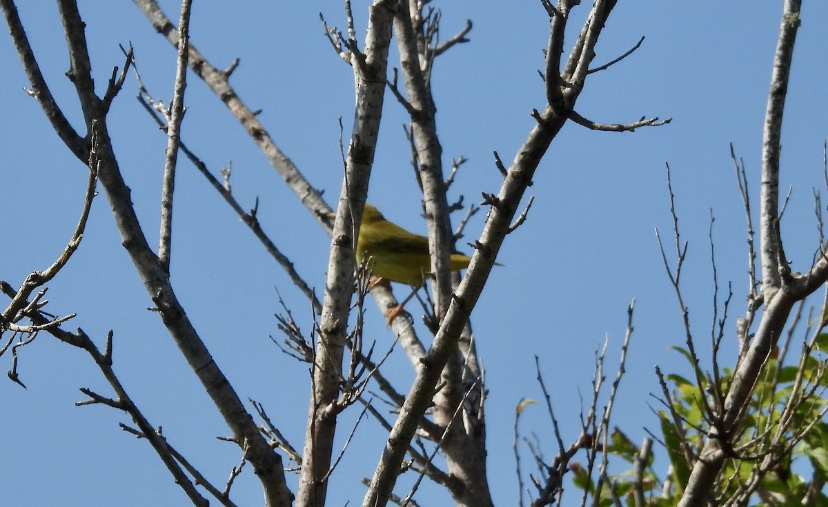 Yellow Warbler - ML599111531