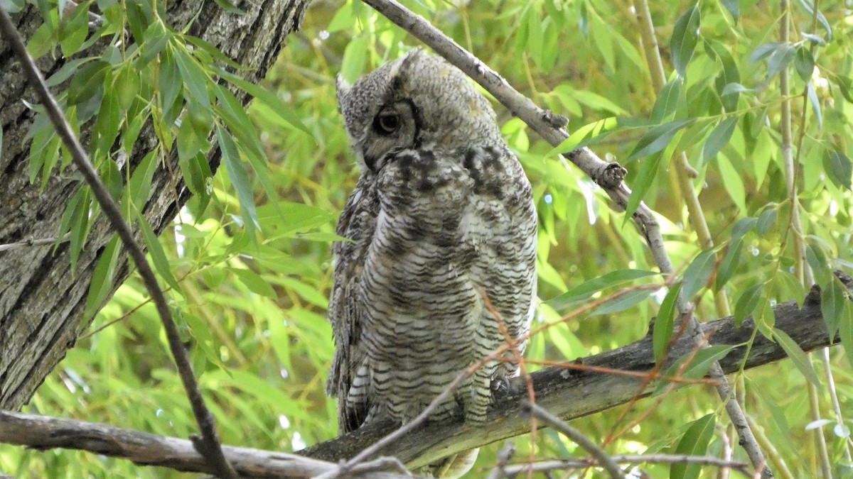 Great Horned Owl - ML599112761