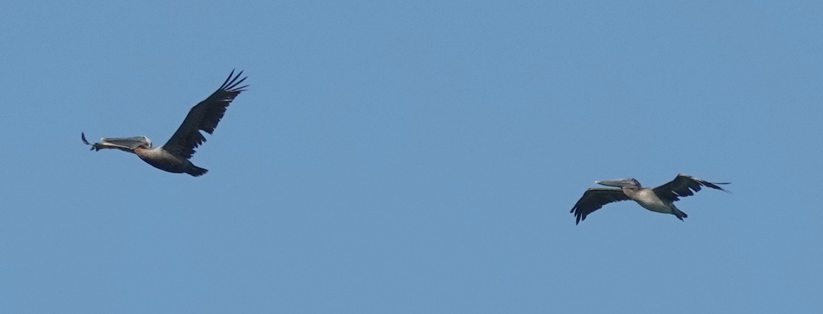 Пелікан бурий - ML599115931