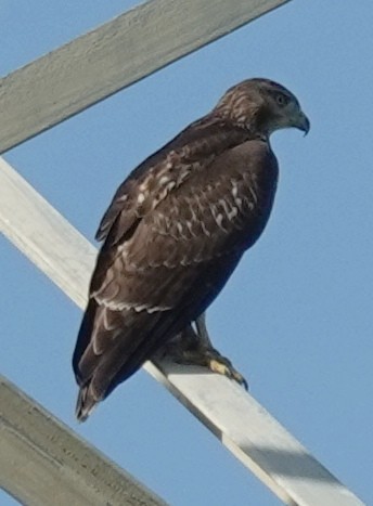 Red-tailed Hawk - ML599116051