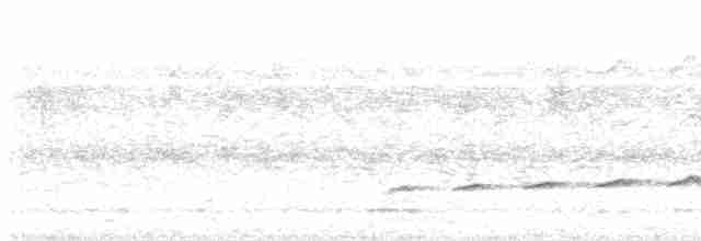 Fork-tailed Drongo-Cuckoo - ML599121231