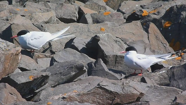 Arctic Tern - ML599121411