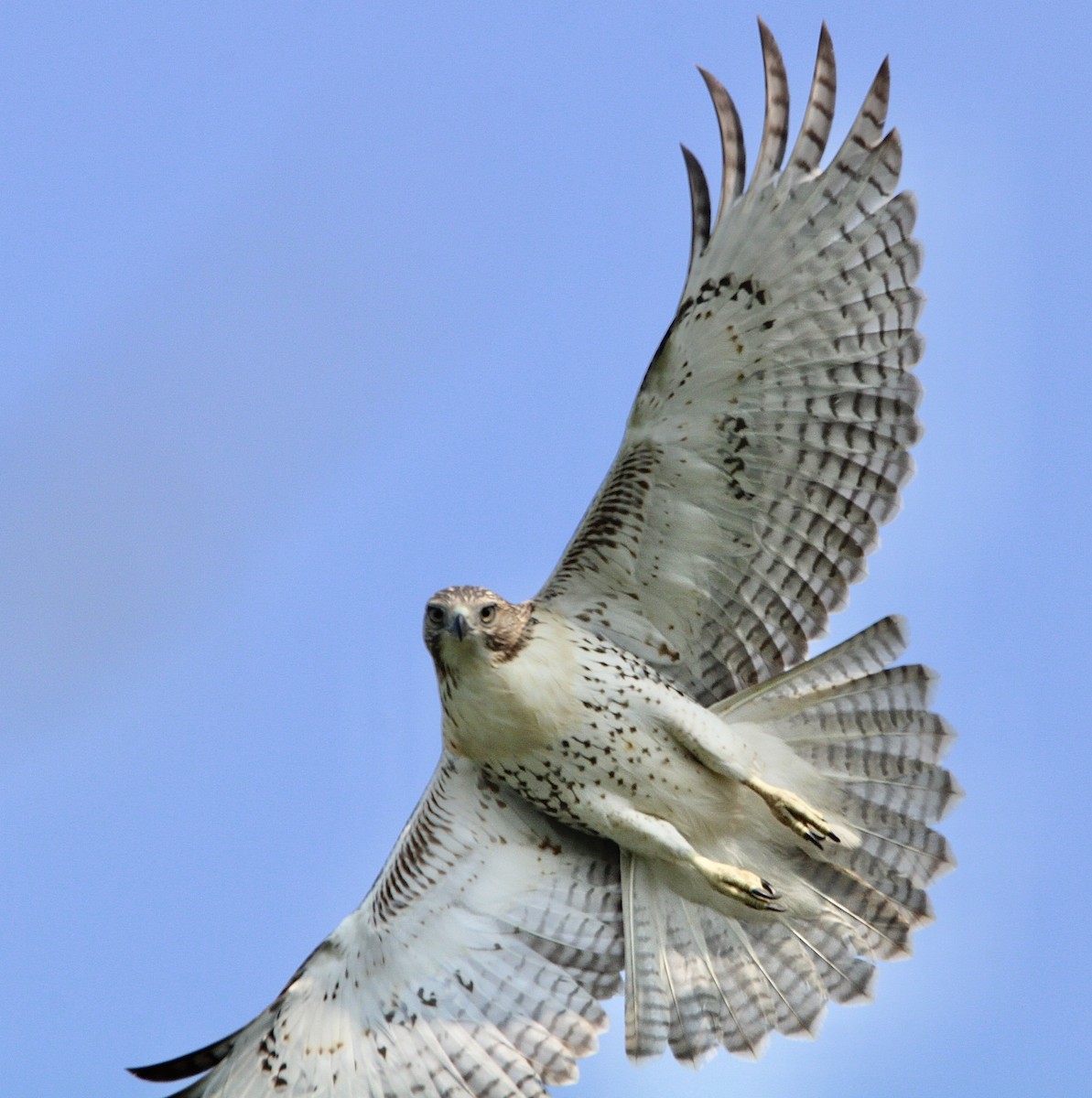 Red-tailed Hawk - ML599122551