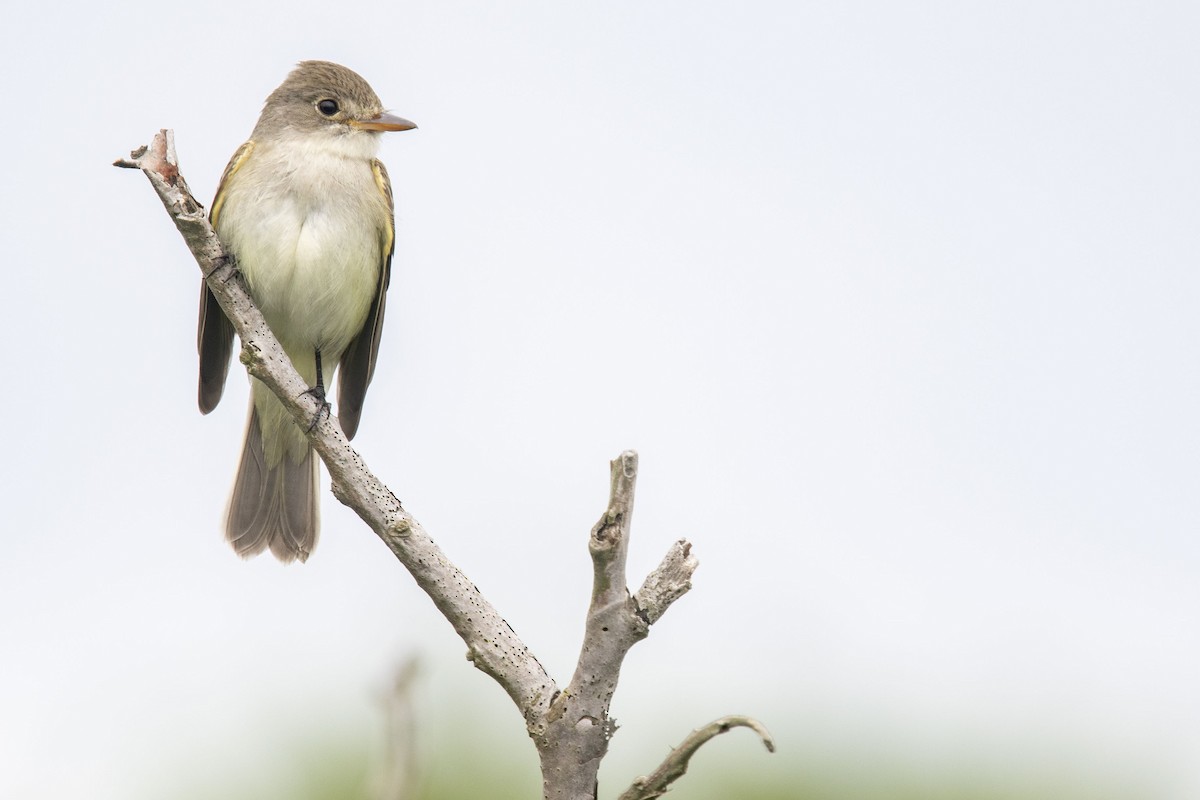 Willow Flycatcher - Reed Robinson