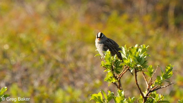 White-crowned Sparrow - ML599129181