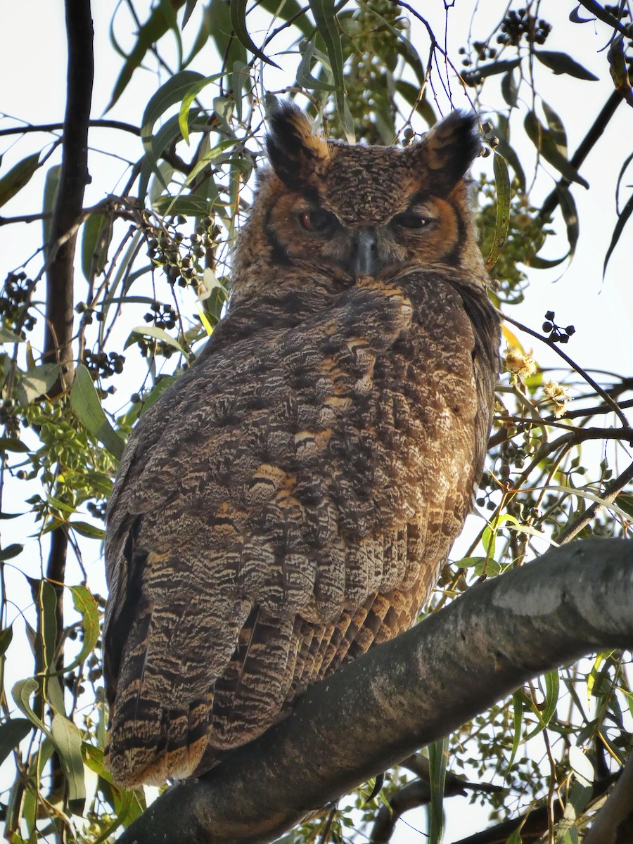 Great Horned Owl - ML599129701