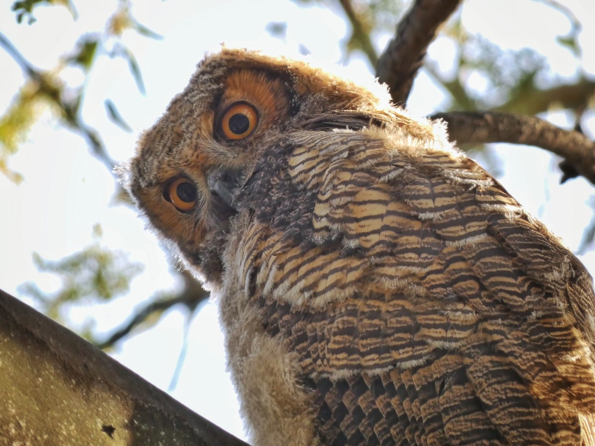 Great Horned Owl - ML599129711