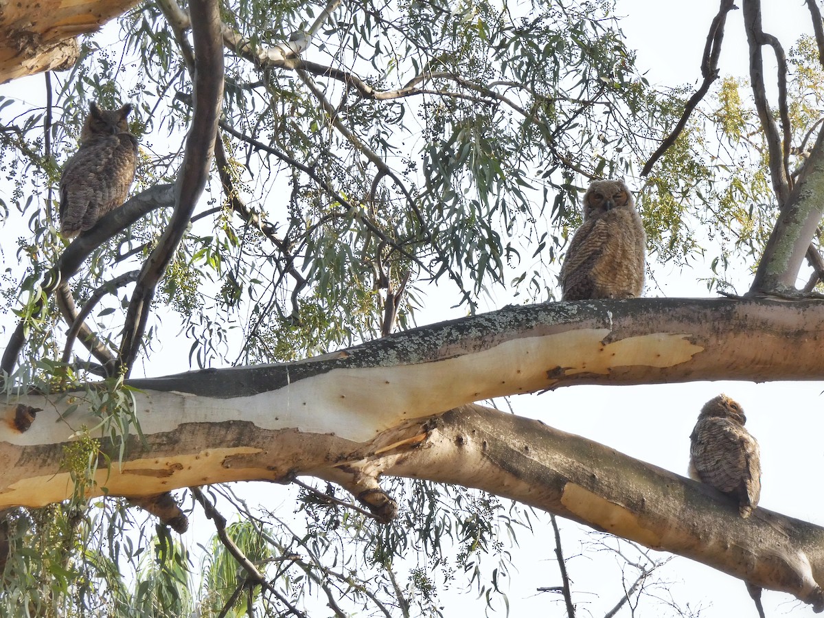 Great Horned Owl - ML599129741