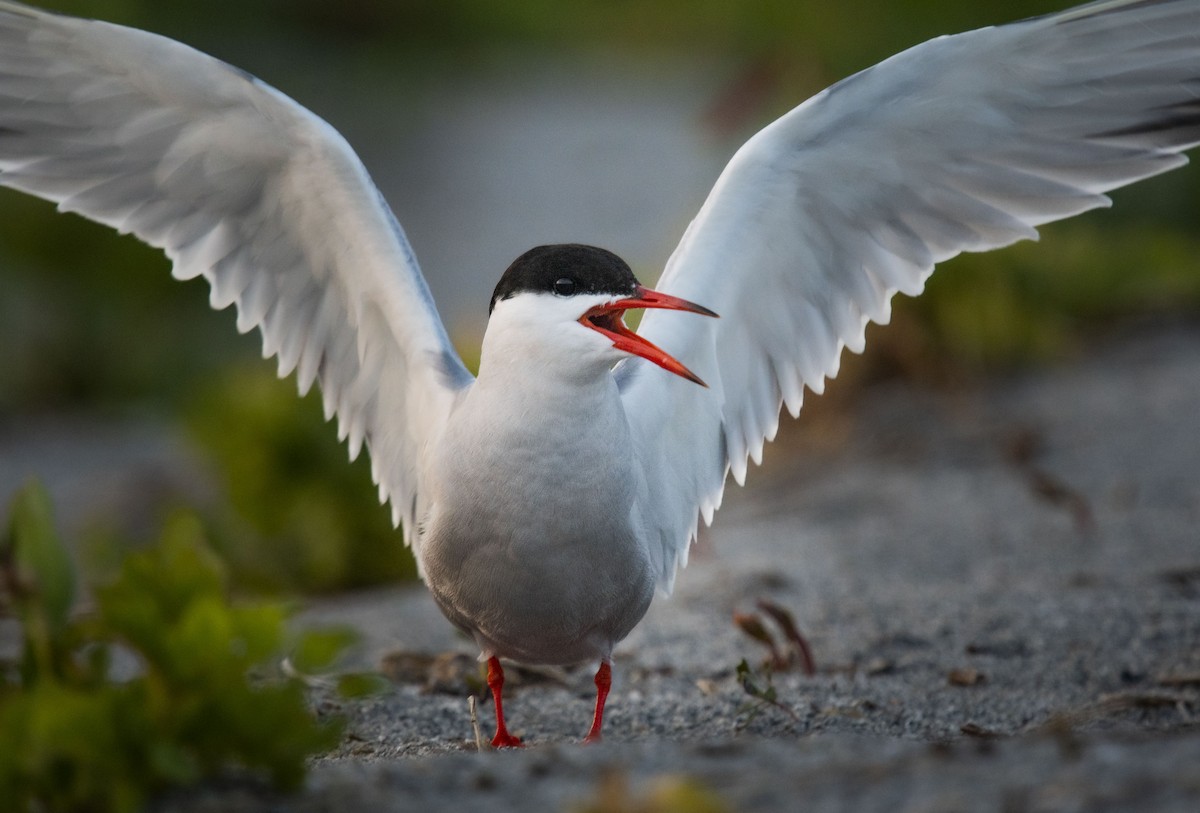 Common Tern - ML599133261
