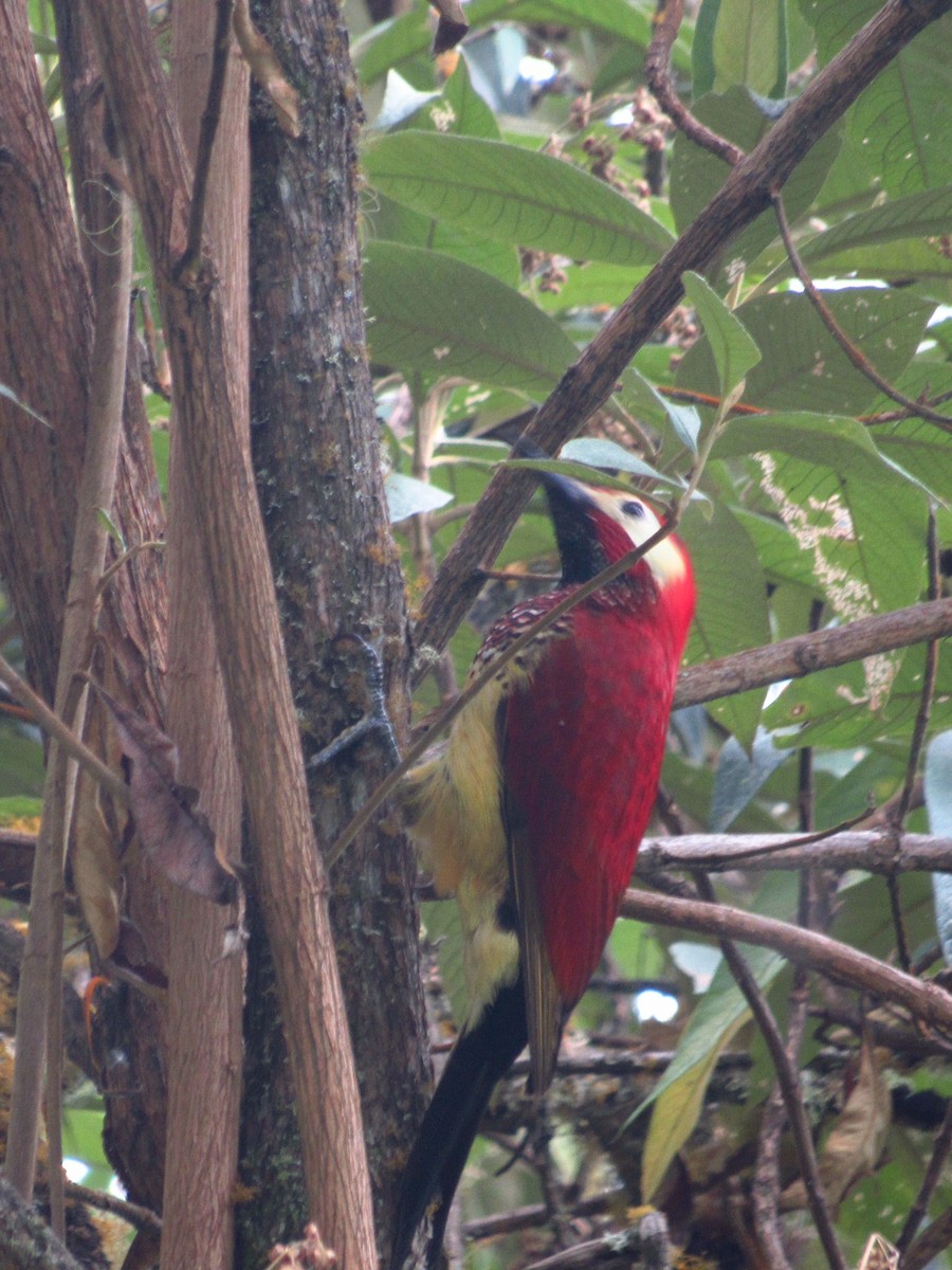 Crimson-mantled Woodpecker - ML599134601