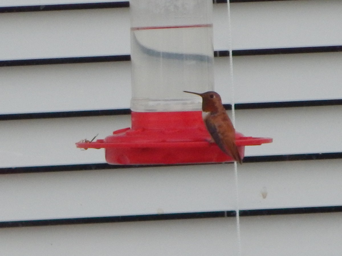 Rufous Hummingbird - ML599134761