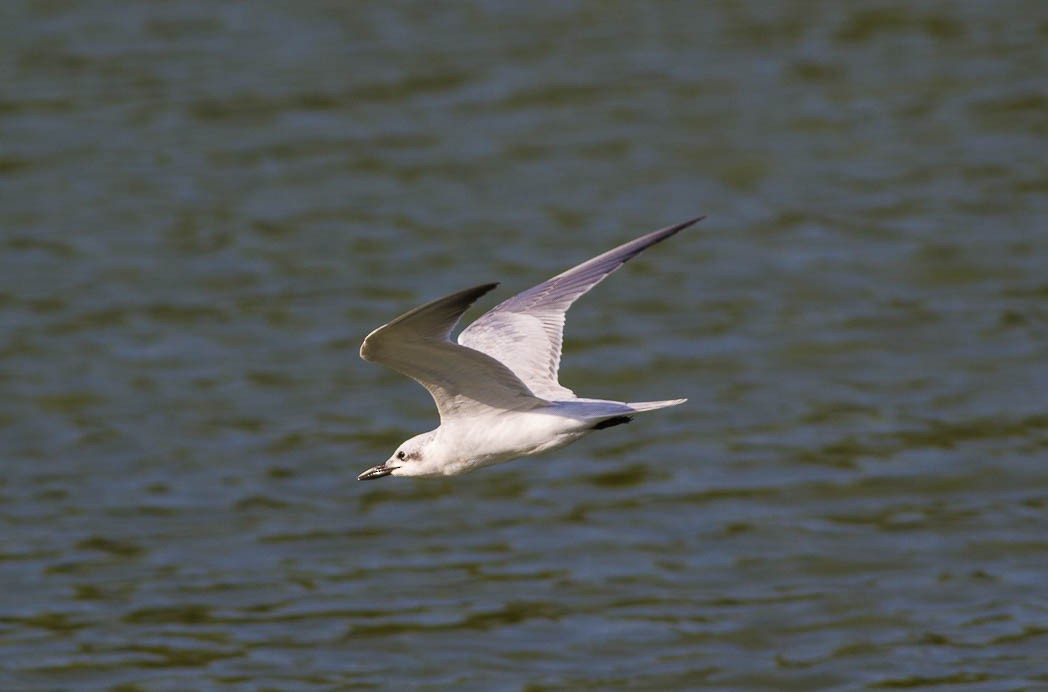 Gull-billed Tern - Damon Williford