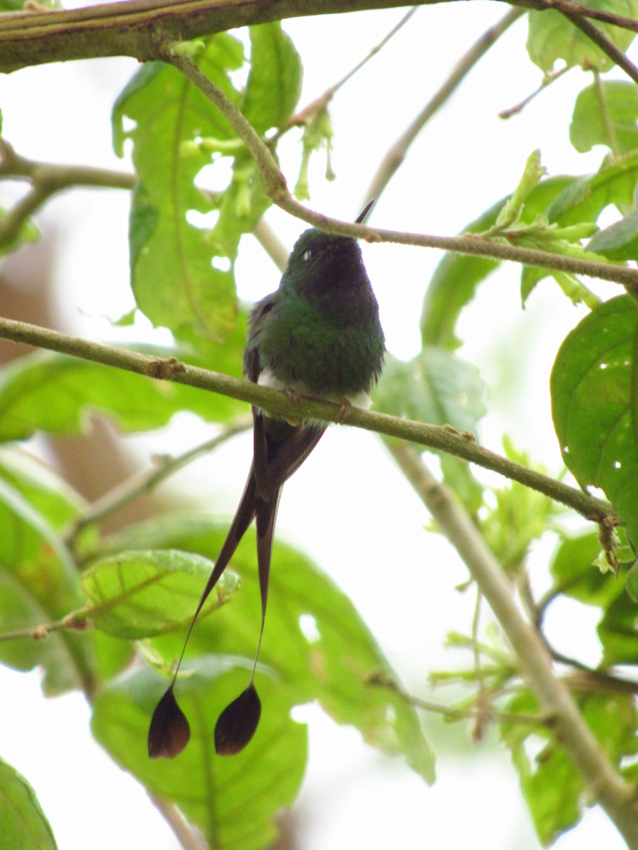 White-booted Racket-tail - ML599136191