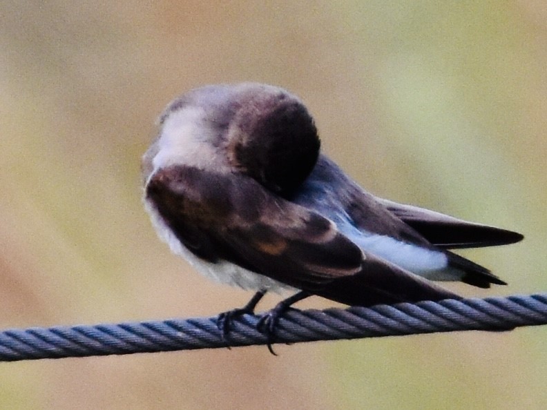 Northern Rough-winged Swallow - ML599140951
