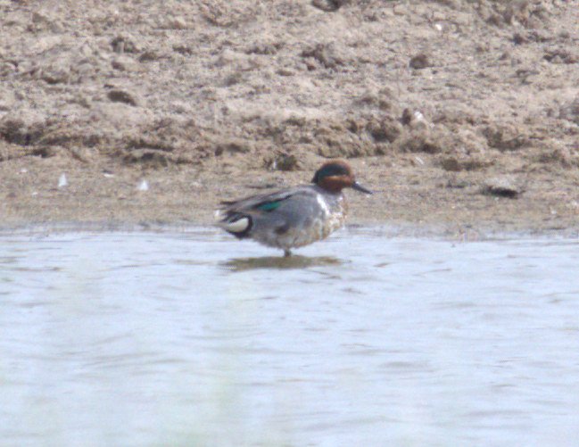 Green-winged Teal - ML599142101
