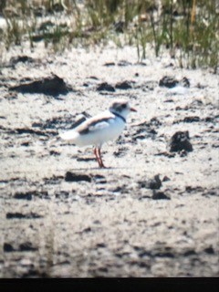 Piping Plover - ML599142221