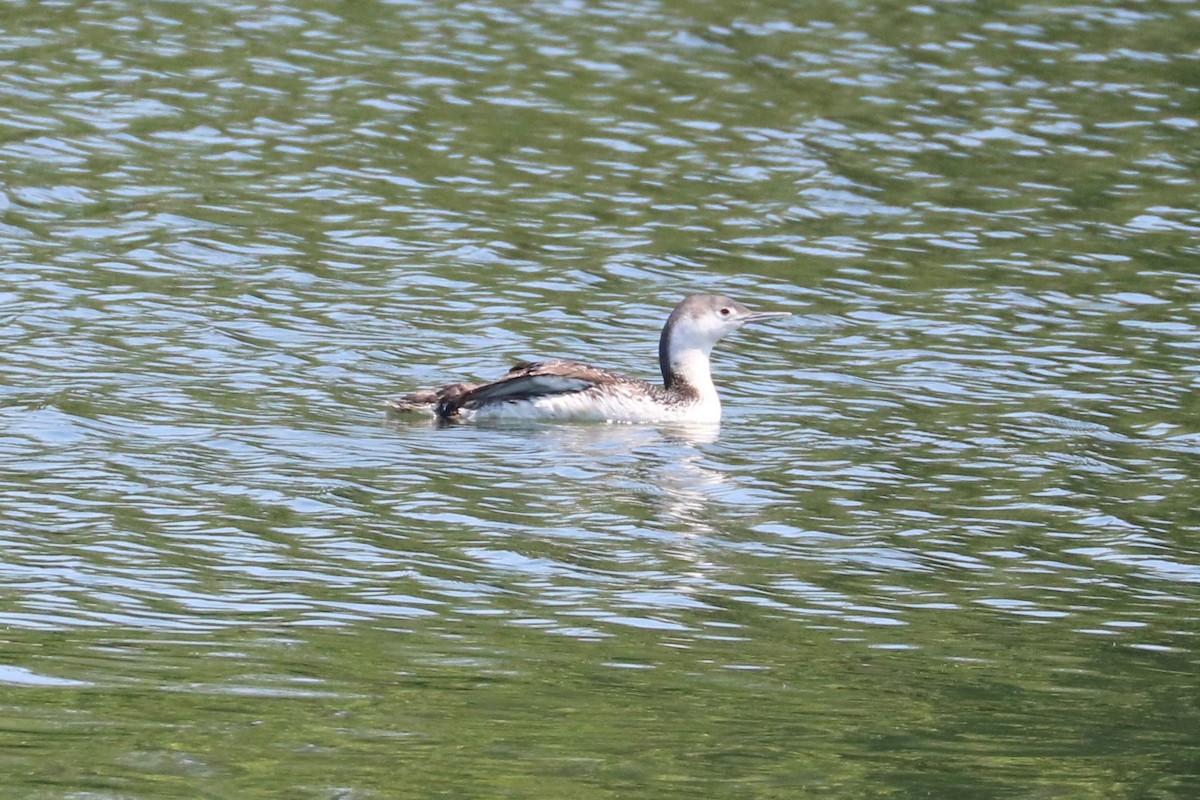 Red-throated Loon - ML59914391