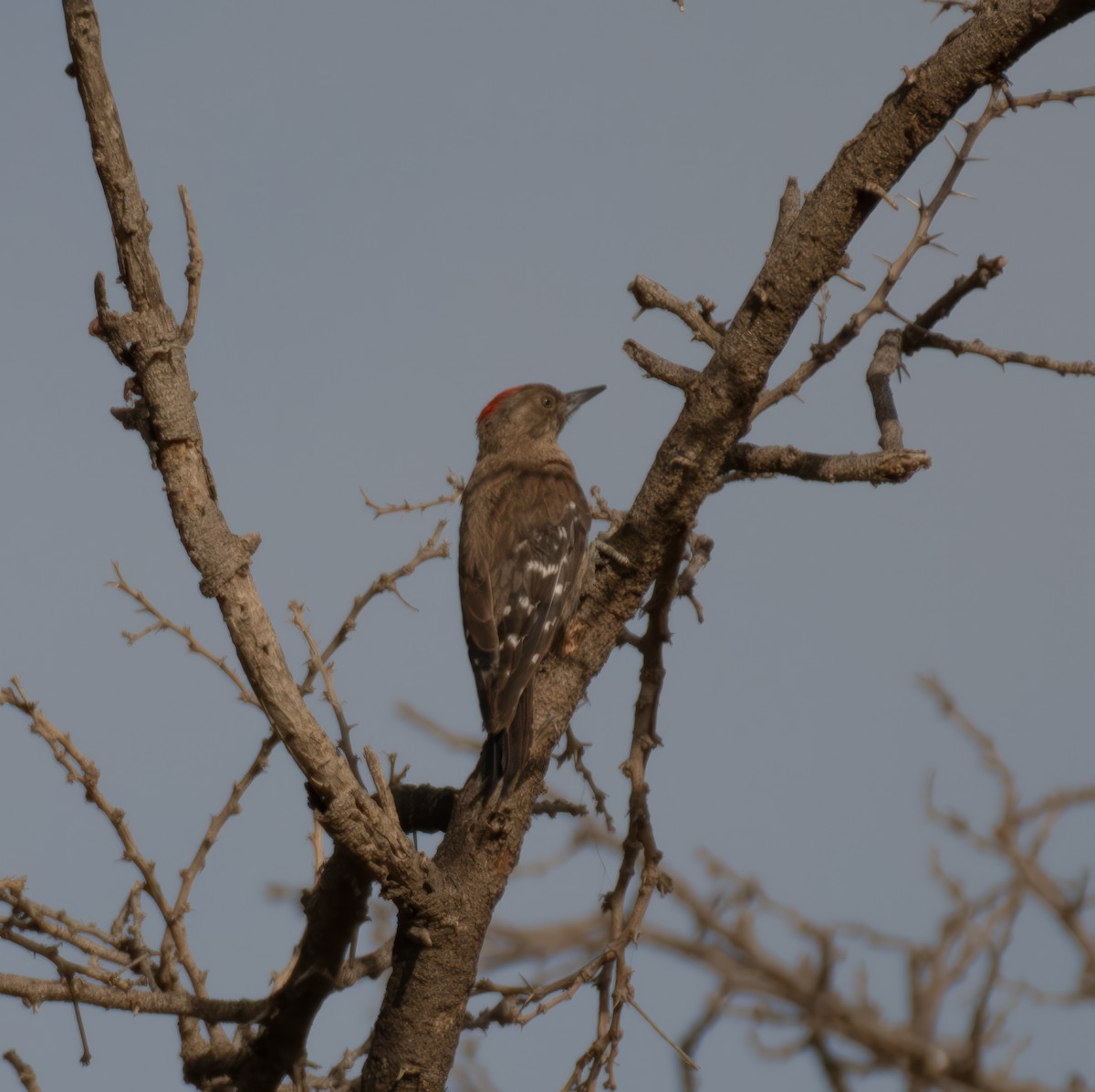 Arabian Woodpecker - ML599146871