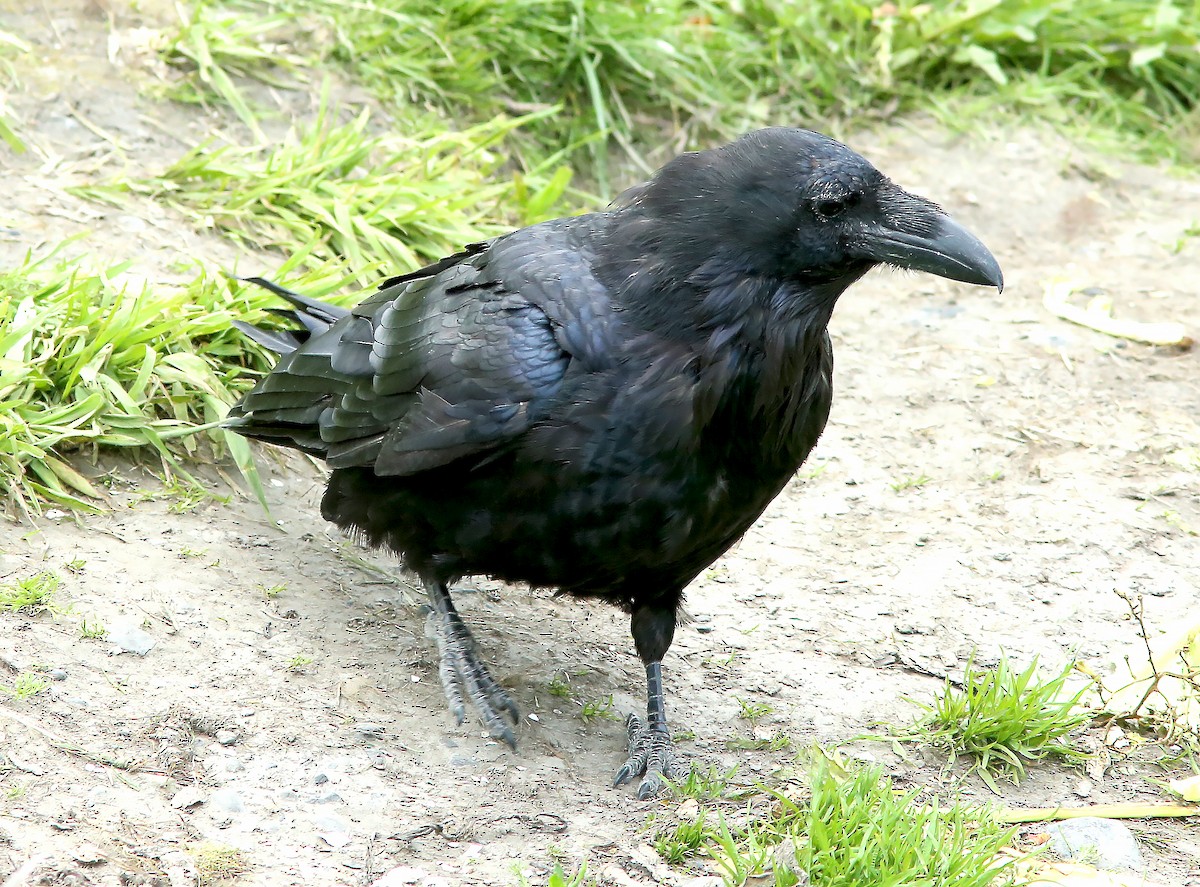 Common Raven - ML599151511
