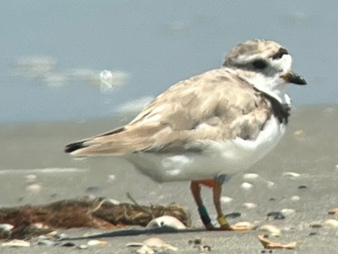 Piping Plover - ML599154391