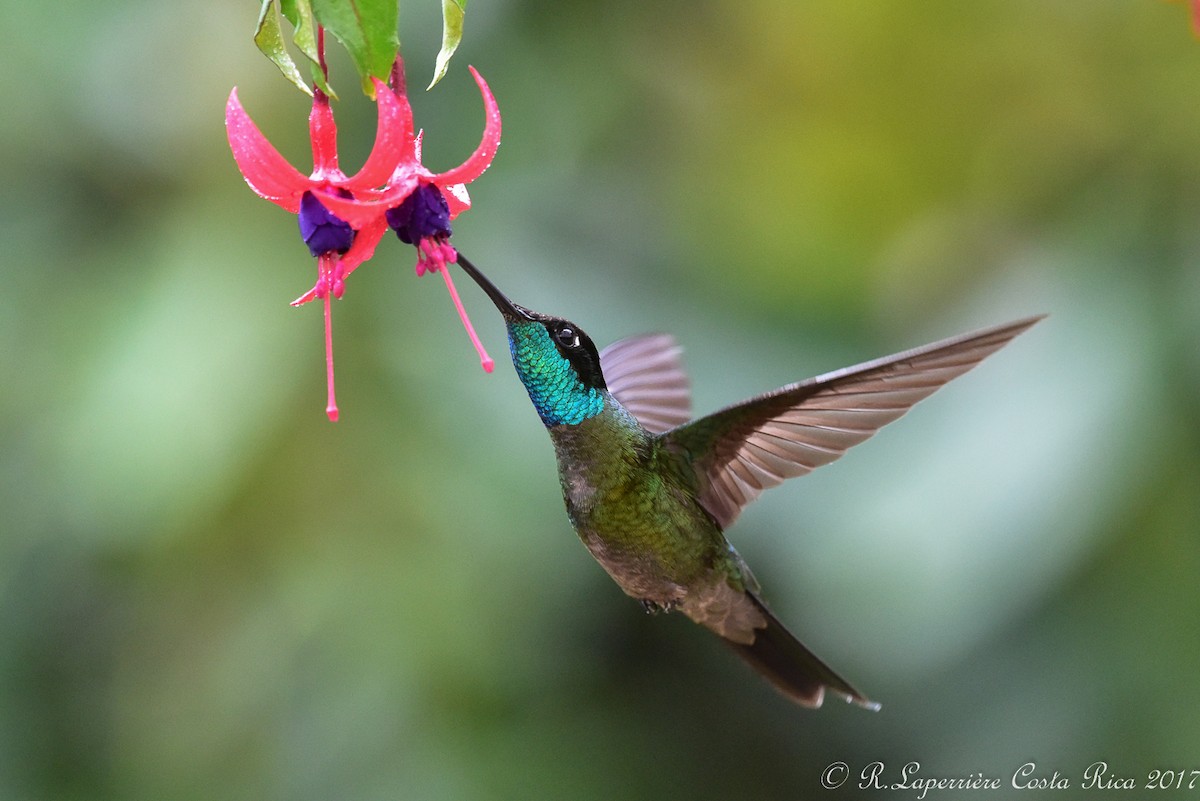 Talamanca Hummingbird - ML59915621