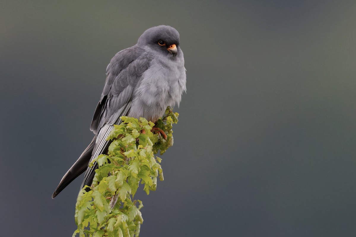 Red-footed Falcon - ML599156391