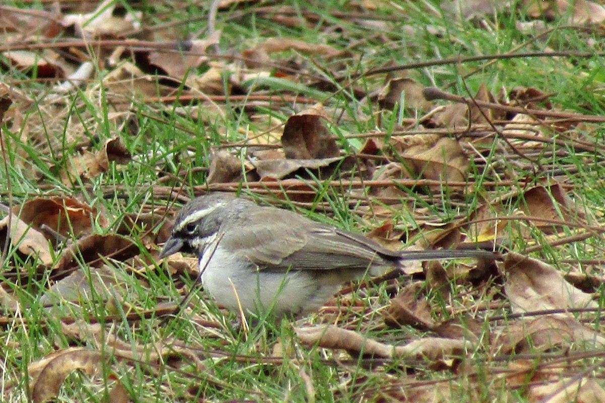 Black-throated Sparrow - ML599156981