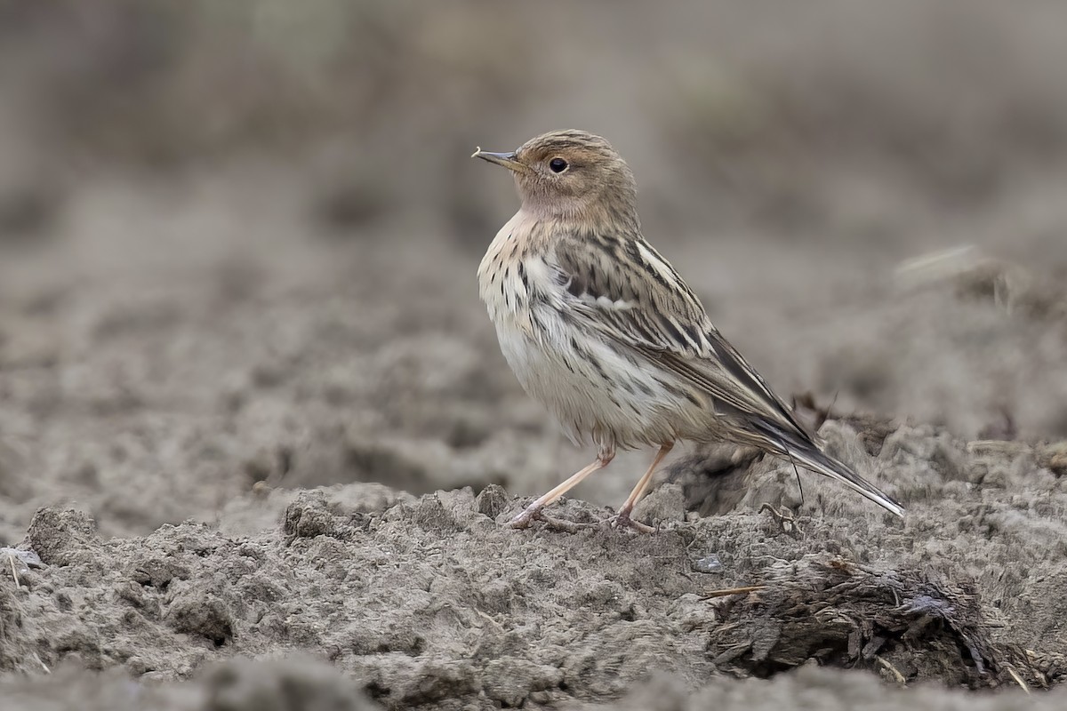Red-throated Pipit - Mathieu Bally