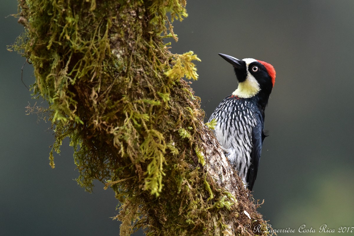 Acorn Woodpecker - René Laperrière