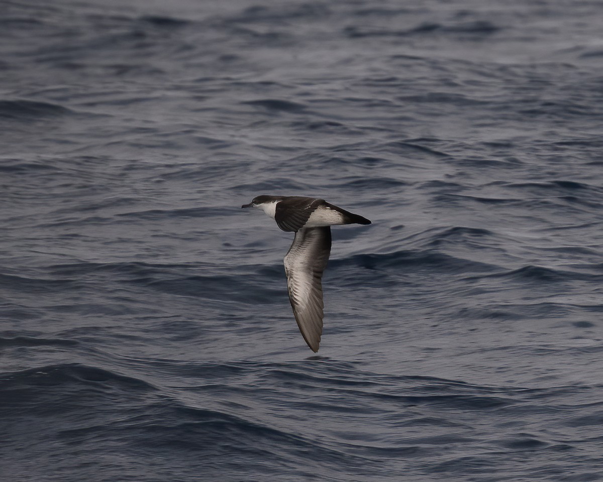 Galapagos Shearwater (Light-winged) - ML599162141