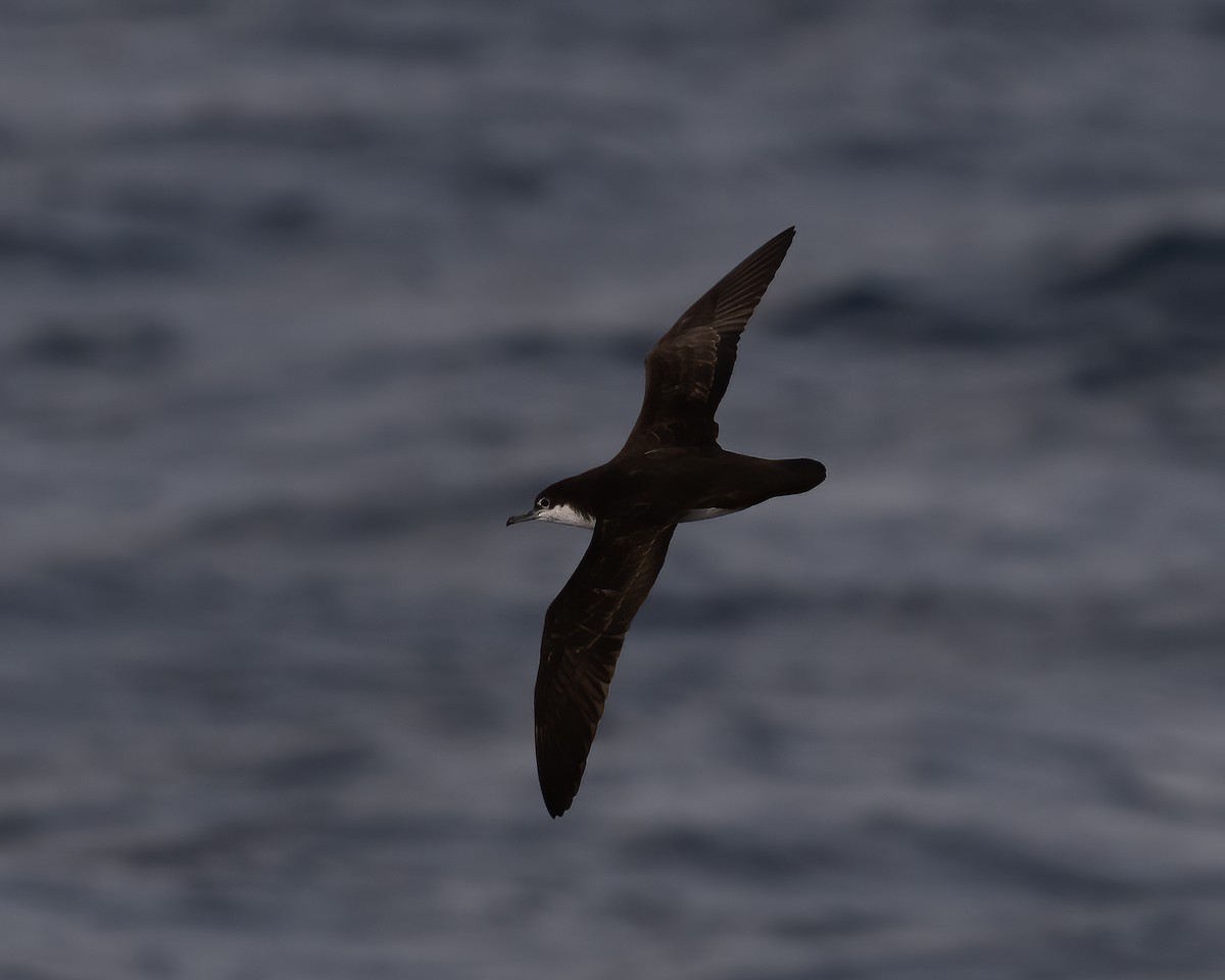 Galapagos Shearwater (Light-winged) - Anthony Kaduck