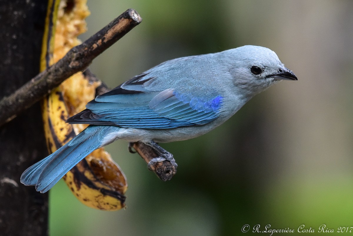 Blue-gray Tanager - ML59916351