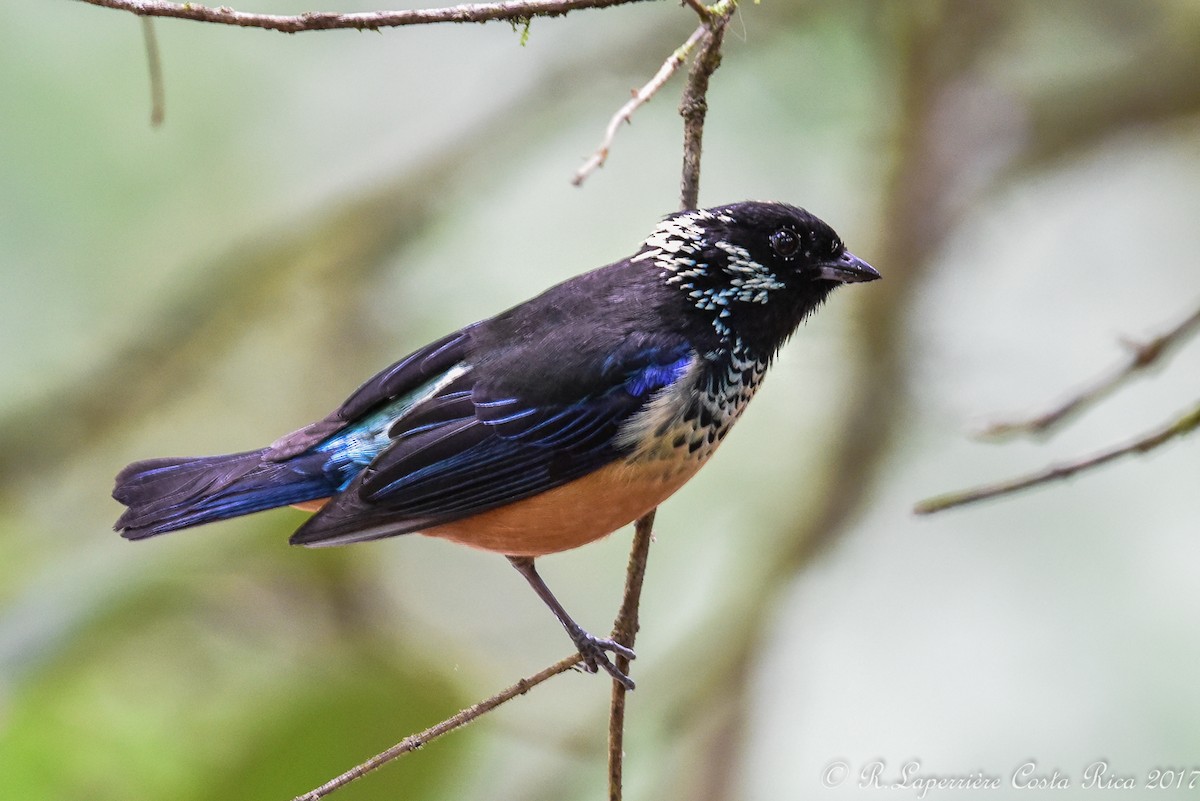 Spangle-cheeked Tanager - ML59916371