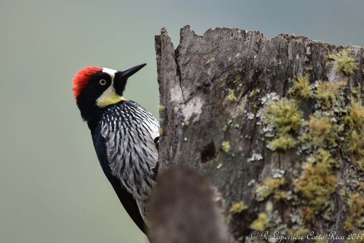 Acorn Woodpecker - ML59916471