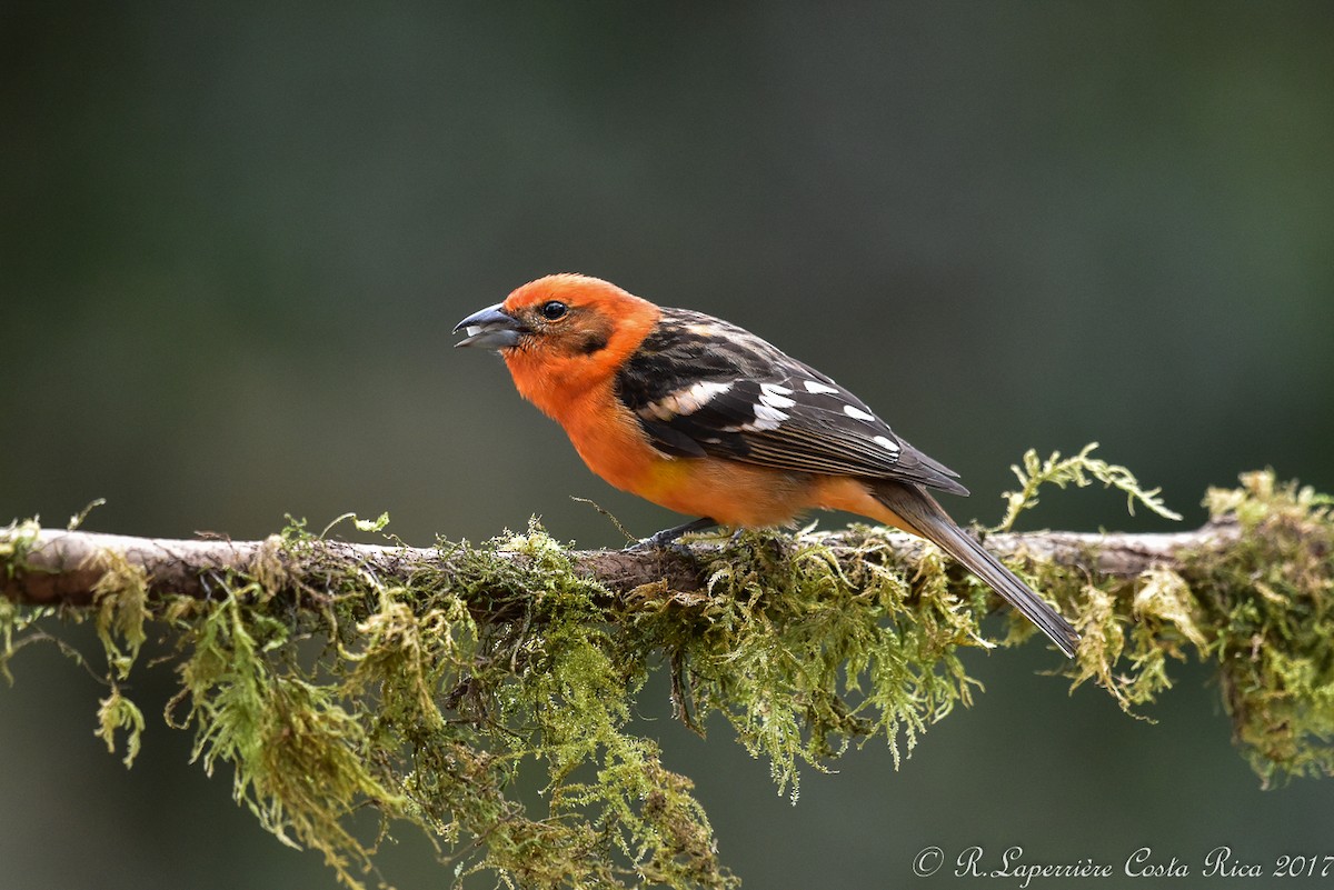 Flame-colored Tanager - ML59916501