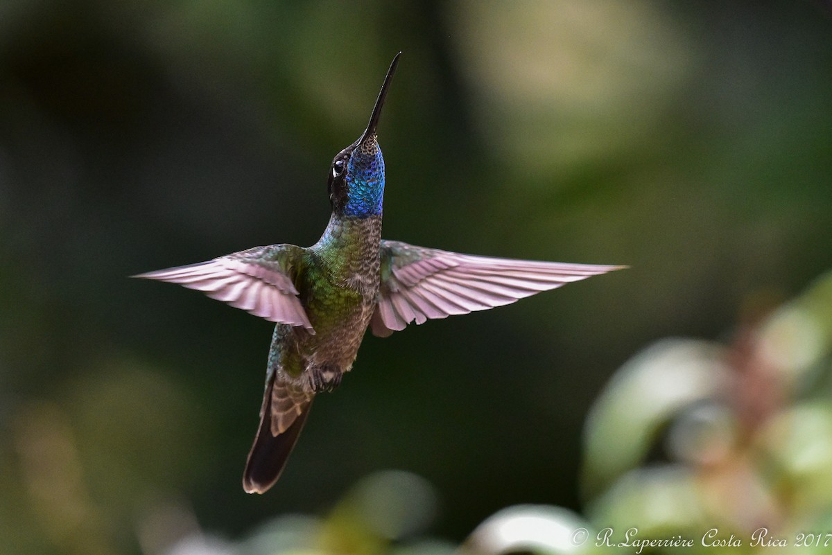 Talamanca Hummingbird - ML59916691