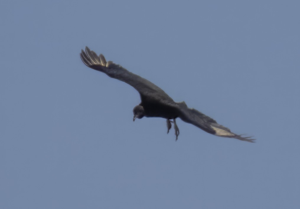 Black Vulture - Susan Davis