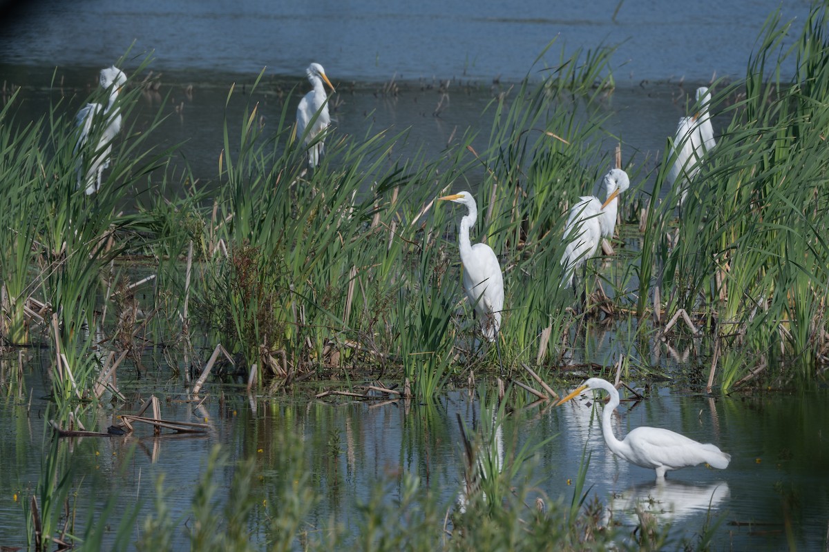 Great Egret - ML599167151