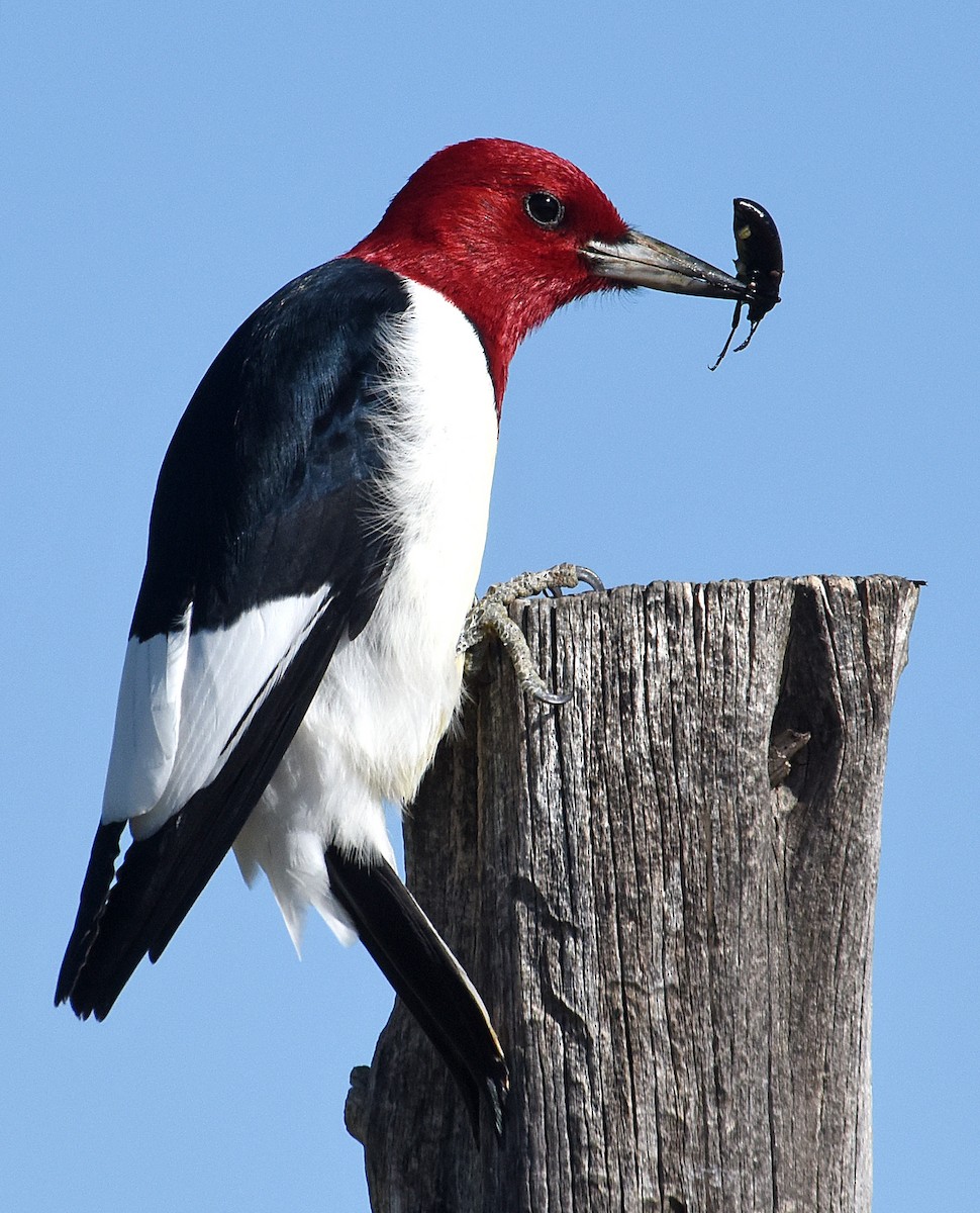 Red-headed Woodpecker - ML59916881