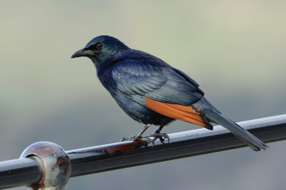 Red-winged Starling - ML599170741
