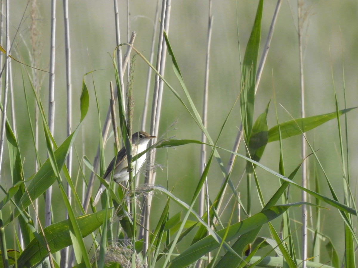 Common Reed Warbler - ML599171121