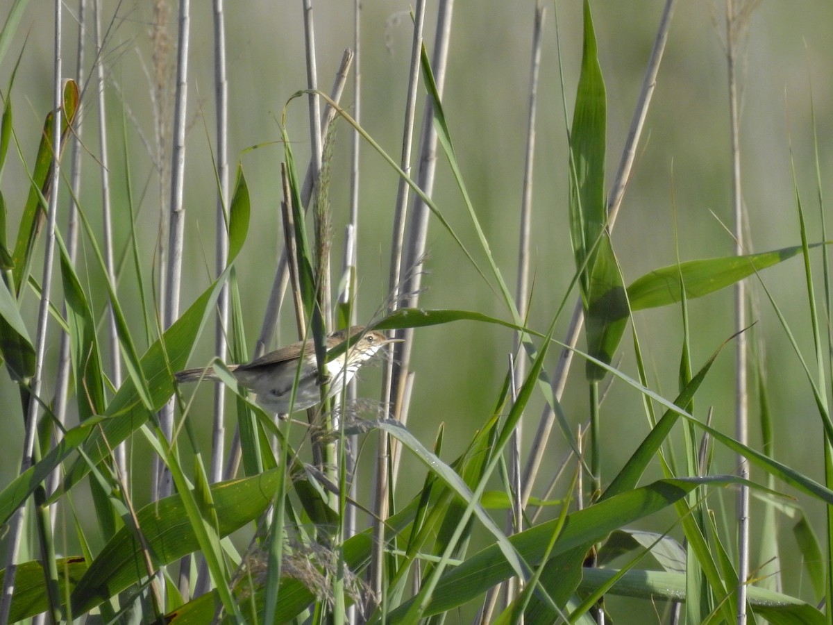 Common Reed Warbler - ML599171131