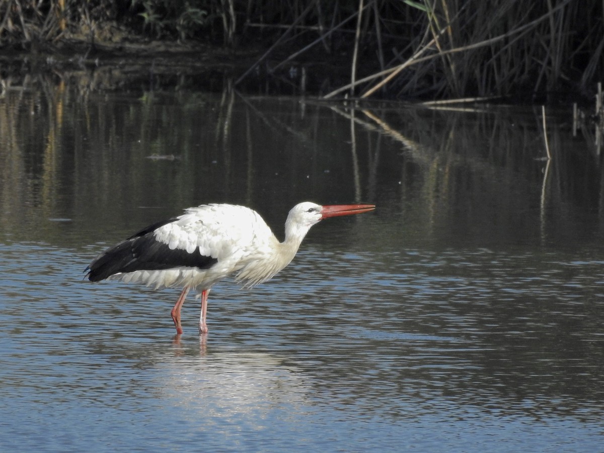 White Stork - ML599172101