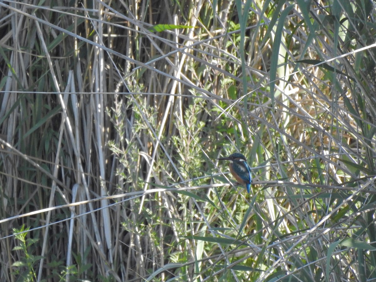 Common Kingfisher - ML599172161