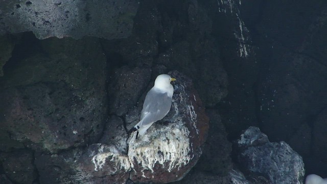Mouette tridactyle - ML599174431