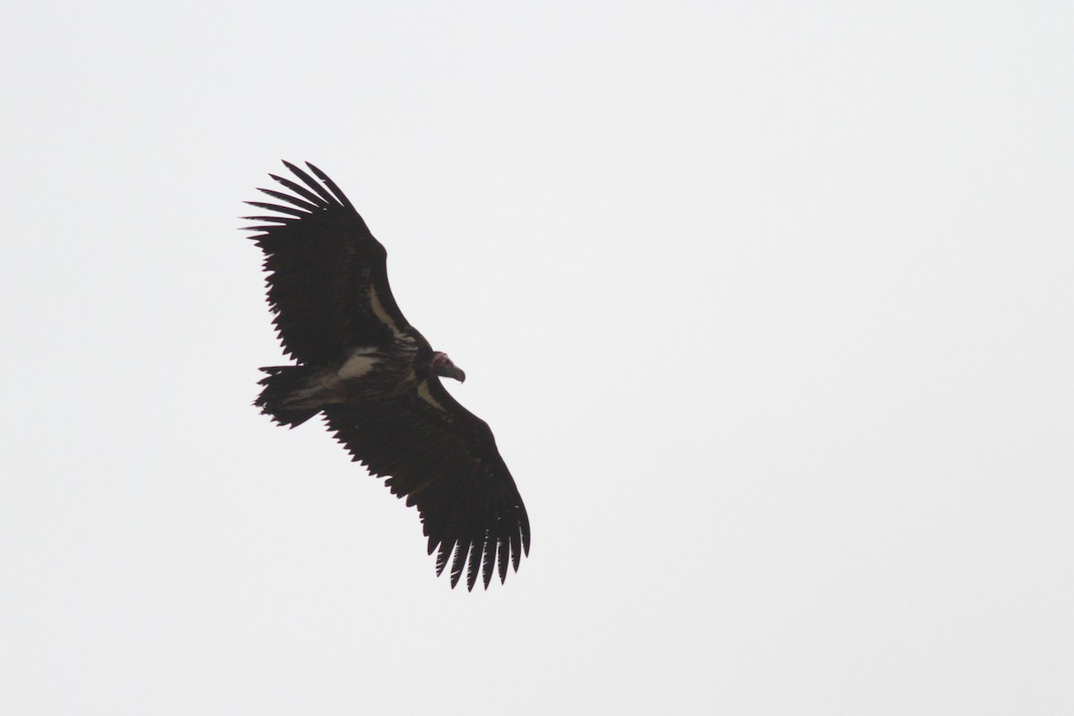 Lappet-faced Vulture - ML599175301